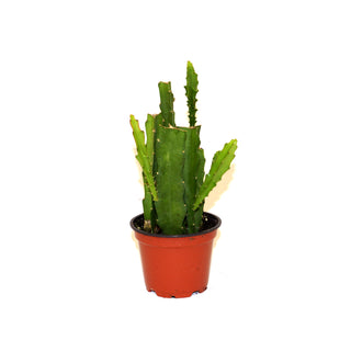 Epiphyllum UNK Hybrid (Red Flower)