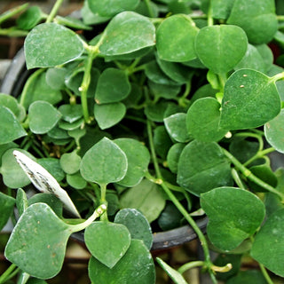 Ceropegia caffrorum