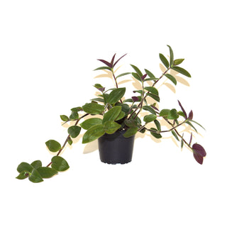 Tradescantia chrysophylla