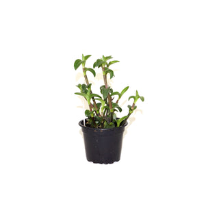 Callisia navicularis