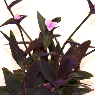 Tradescantia pallida (Purple Form)