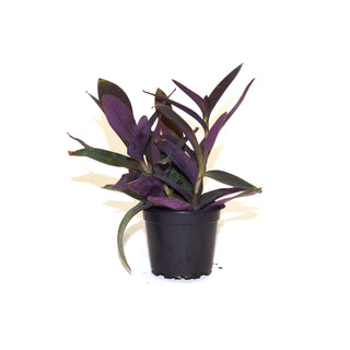 Tradescantia pallida (Purple Form)