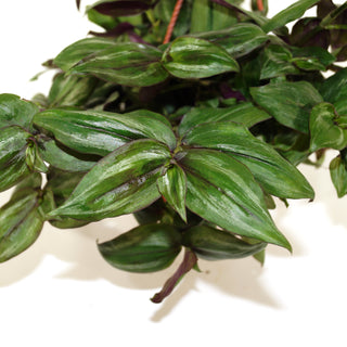 Tradescantia zebrina discolor - 6" Hanging Basket