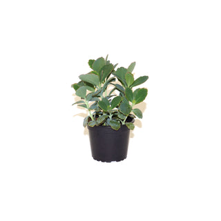 Kalanchoe fedtschenkoi