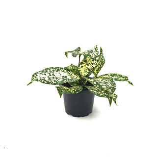 Dracaena surculosa 'Florida Beauty'
