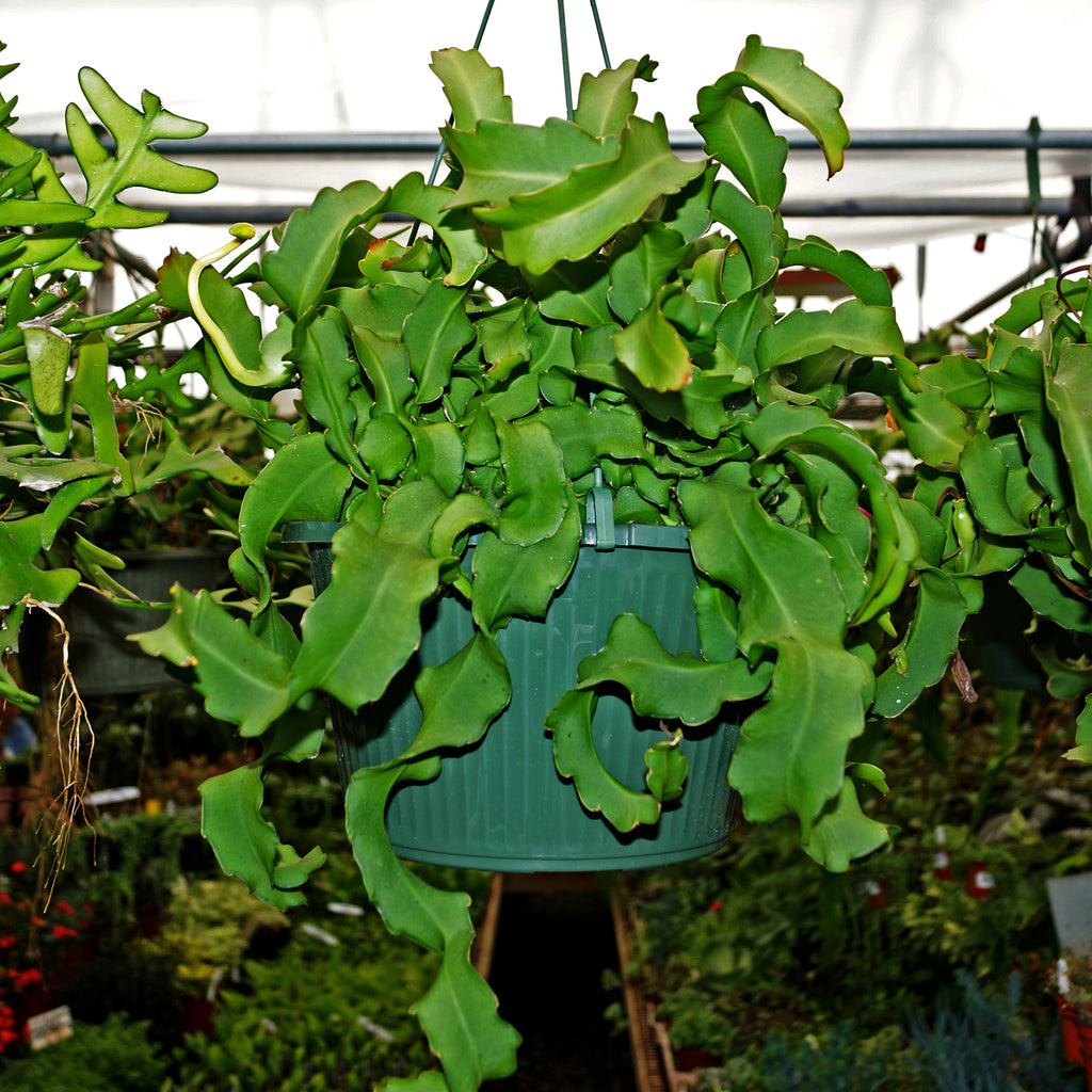 Epiphyllum guatemalense Monstrose | Curly Trailing Cactus