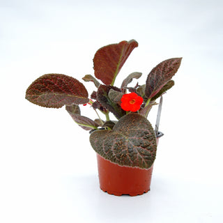 Episcia 'Raspberry Tart'