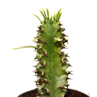 Euphorbia ammak var. 'Variegata'