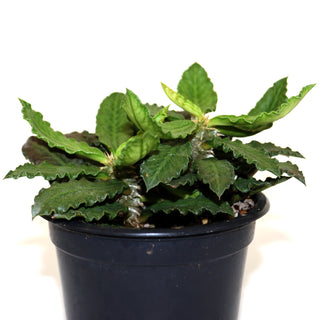 Euphorbia decaryi