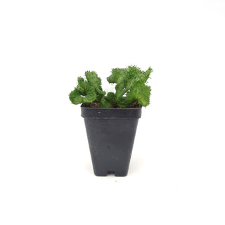 Euphorbia flanaganii f. cristata