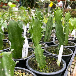 Euphorbia lactea