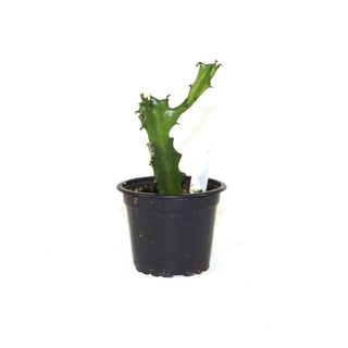 Euphorbia lactea