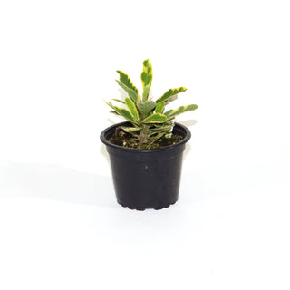 Euphorbia milii var. splendens 'Golden Gem'