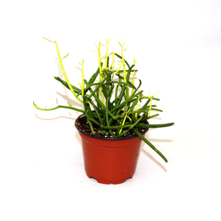 Euphorbia tirucalli 'Sticks on Fire'