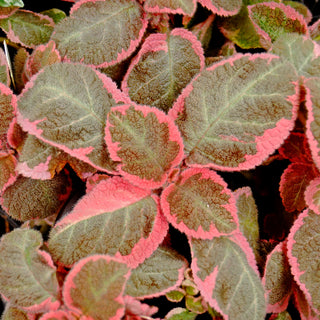 Episcia 'Pink Smoke'