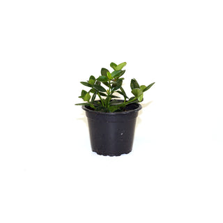 Nematanthus greagrius