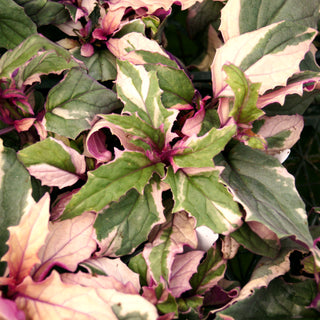 Gynura aurantiaca 'Variegated Purple Passion'