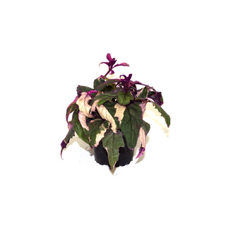 Gynura aurantiaca 'Variegated Purple Passion'