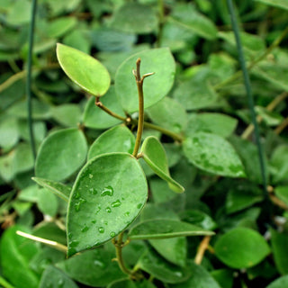 Hoya nummularioides