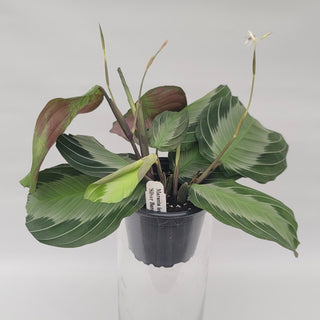 Maranta leuconeura 'Silver Band'