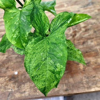 Syngonium podophyllum "mottled"