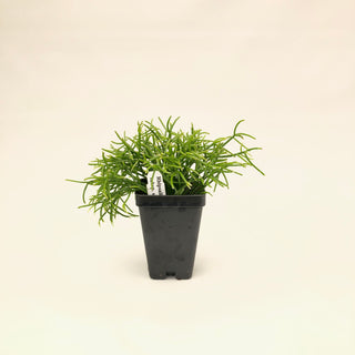 Rhipsalis baccifera subsp. shaferi