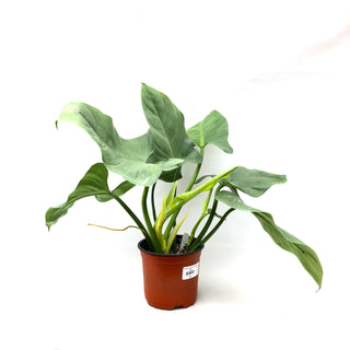 Philodendron hastatum glaucophyllum - 5.5" Pot