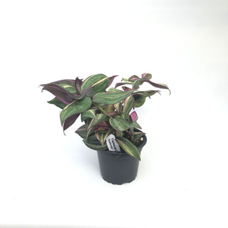 Tradescantia zebrina multicolor