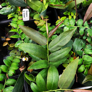 Marcgravia Sp. suriname