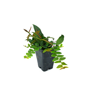 Marcgravia Sp. suriname