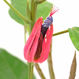 Pavonia multiflora