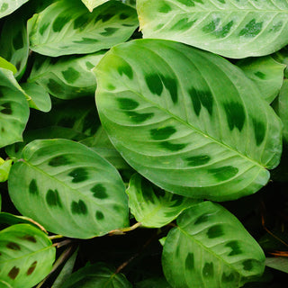 Maranta leuconeura kerchoveana