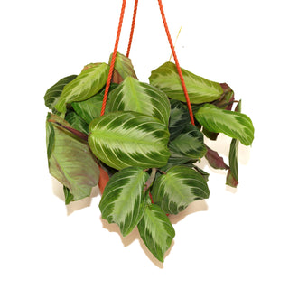 Maranta leuconeura 'Silver Band' - 6" Hanging Basket
