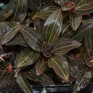Ludisia discolor