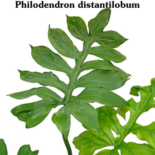 Philodendron pedatum x distantilobum - 3.5" Pot