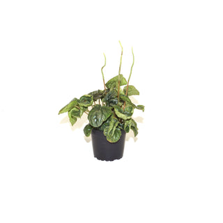 Peperomia caperata (Reverted P. 'Steve's Leaves Chameleon')