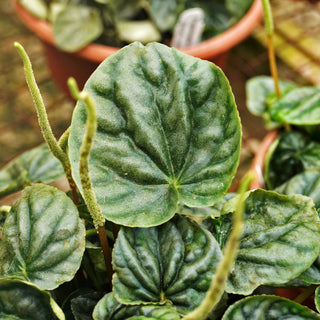 Peperomia caperata (Reverted P. 'Steve's Leaves Chameleon')