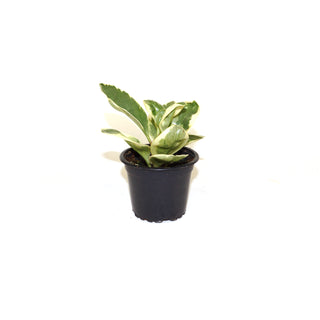 Peperomia clusiifolia albo-marginata