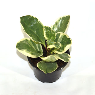 Peperomia clusiifolia albo-marginata