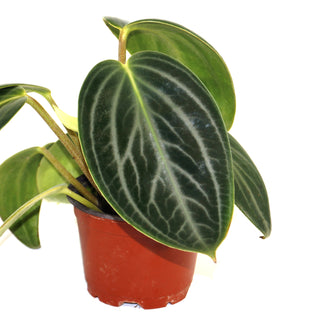 Peperomia maculosa