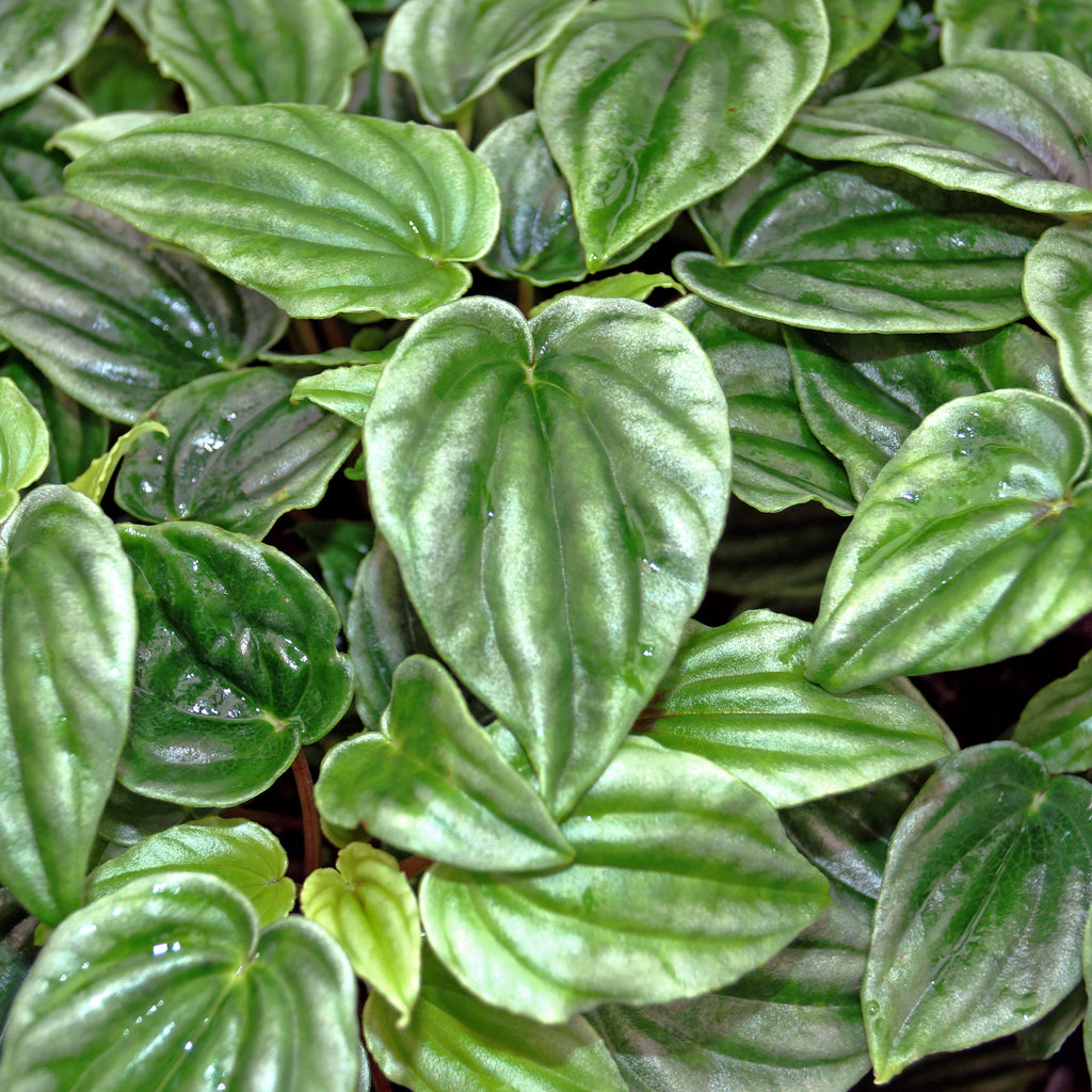 philodendron marmorata Peperomia marmorata – Steve's Leaves