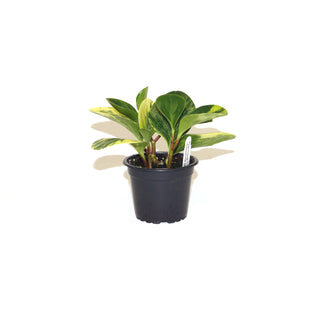 Peperomia obtusifolia 'Variegata'