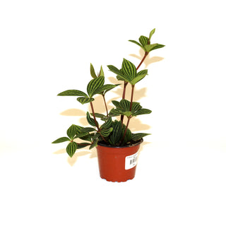 Peperomia puteolata