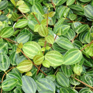 Peperomia quadrangularis