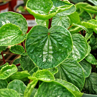 Peperomia 'Silver Bandit'