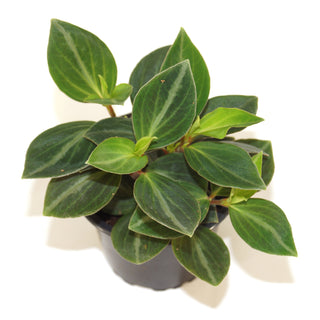 Peperomia trinervis