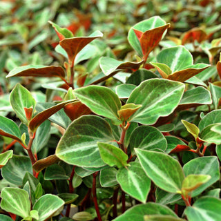 Peperomia velutina