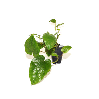 Piper macropiper variegata