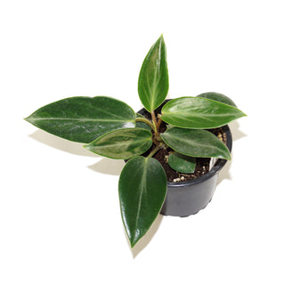 Peperomia maculosa
