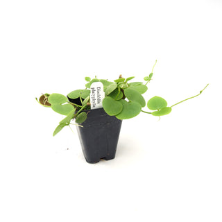 Dischidia platyphylla